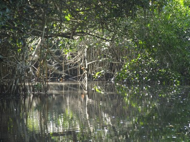 mangrove1.jpg